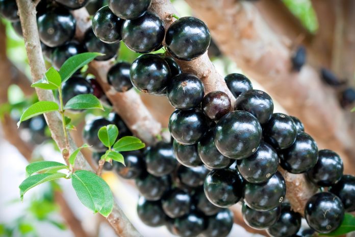 Une grappe de fruits noirs de Jabuticaba (aussi appelé le raisin brésilien).