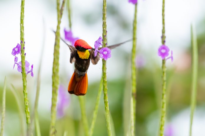 Ein männlicher Ruby-Topaz-Kolibri, der sich von einem Eisenkraut-Pflaster ernährt.