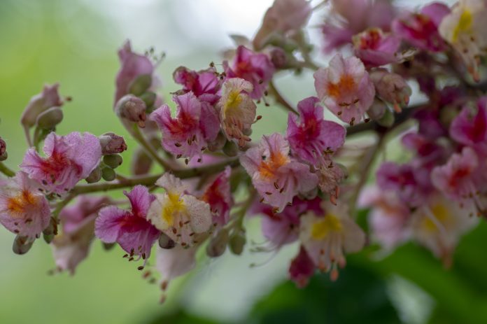 Aesculus carnea pavia flores de castaño de Indias en flor, árbol ornamental de color rosa brillante, hojas verdes