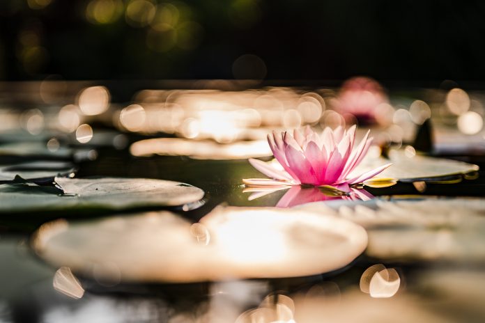 Красивый цветок лотоса на воде после дождя в саду.