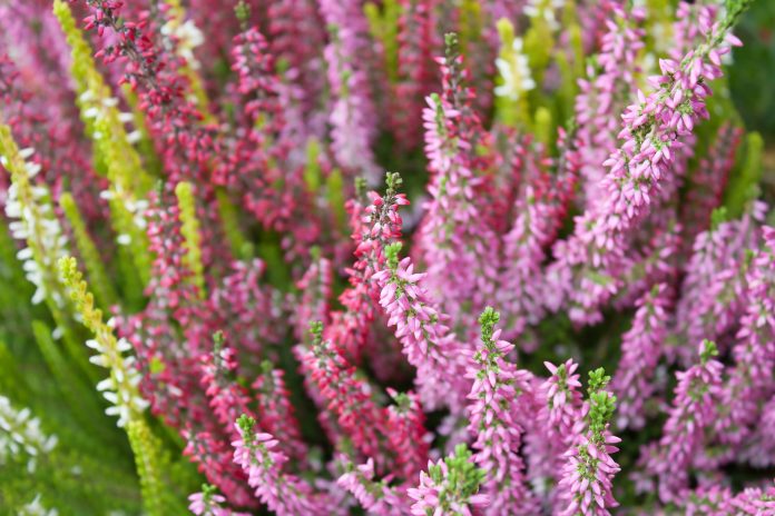 Blooming colorful heather in the meadow. Autumn honey flowering plant. Flowers of provence. Calluna bushes. Selective focus