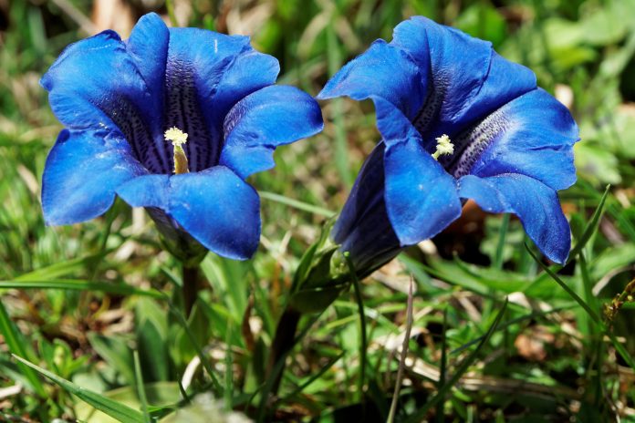 Blue blooming gentian in Alpes