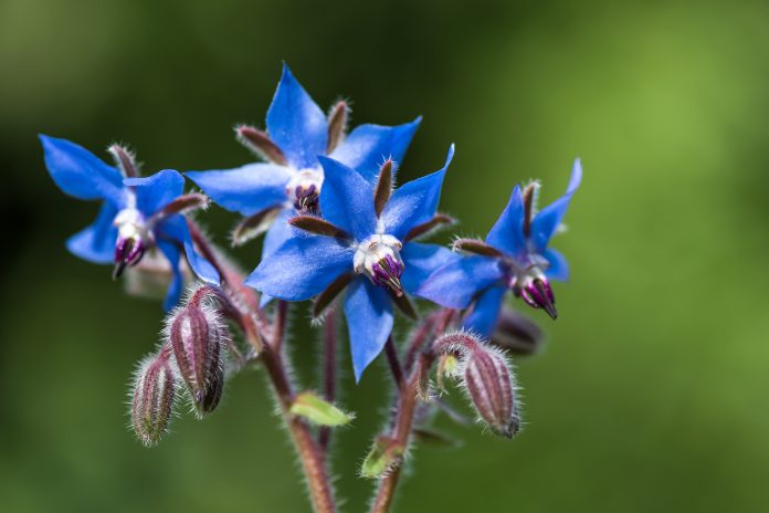 Blue borage flowers in the garden (Borago officinalis). Concept of herbal medicine and healthy eating. Selective focus.