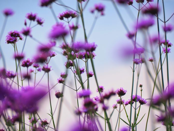 blur image of Purple flowers on beautiful bokeh background