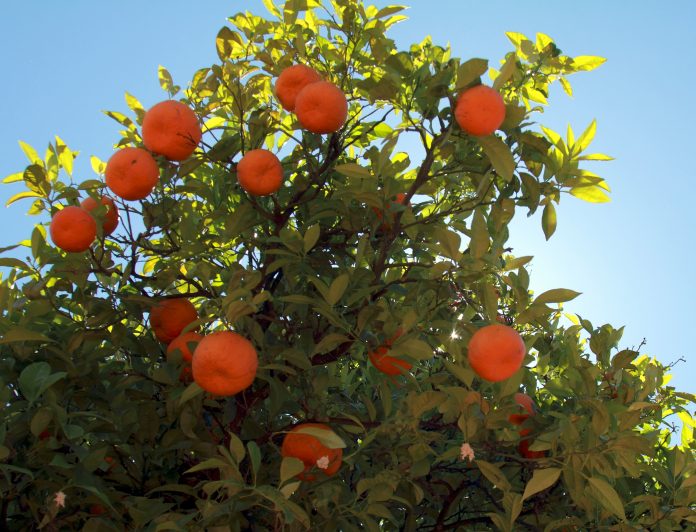 Branches of the tangerine tree with ripe fruits against blue sky