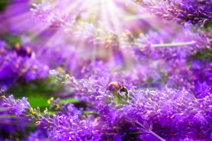 Hummel beim Nektarsammeln im idyllischen Lavendelfeld