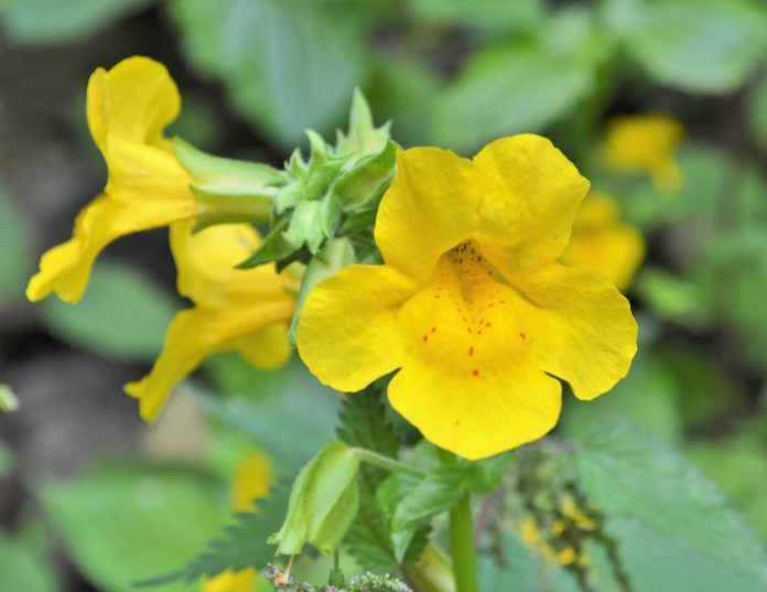 Close-up image of a colourful Monkey Flower.