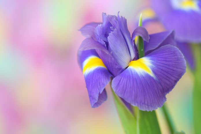 Nahaufnahme einer Irisblüte.