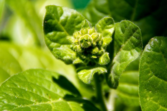 Close up view of Tobacco plant leaves and flower bud. Nicotiana rustica also  known as Brazilian and Aztec Tobacco, Used in shaman ceremonies.
