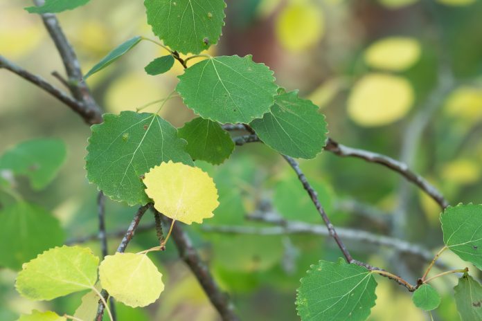 Primo piano di foglie di pioppo comune, Populus tremula, su un ramoscello in autunno.