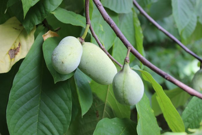Primo piano di tre zamponi (frutto commestibile selvatico) che maturano su un albero nella foresta