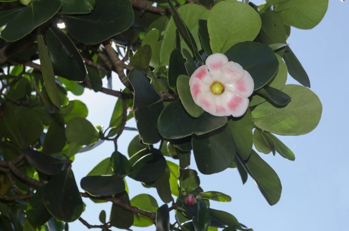 Clusia rosea, the autograph tree, copey, balsam apple, pitch-apple, and Scotch attorney, is a tropical and sub-tropical plant species in the genus Clusia. The name Clusia major is sometimes misapplied to this species