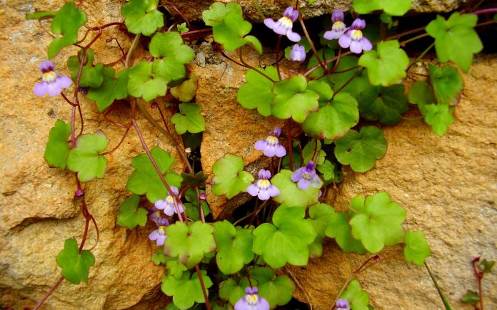 Cymbalaria muralis aka Ivy-leaved toadflax or Kenilworth Ivy trailing on a stone wall