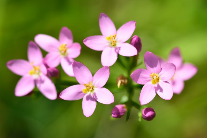 Delicate pink flowers on a plant growing in a limestone quarry, in the family Gentianaceae