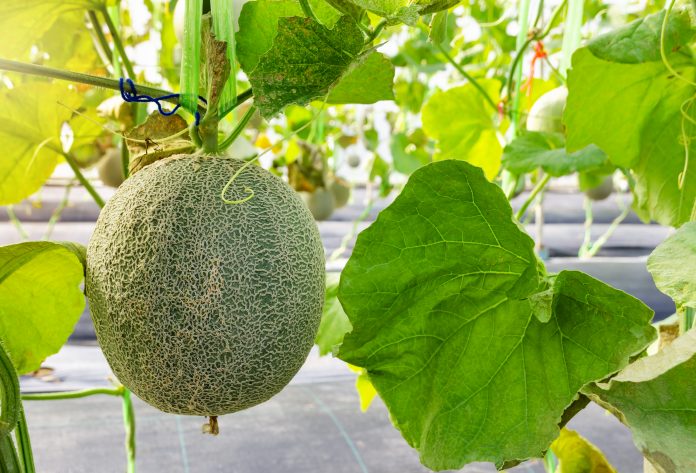 Frische grüne Melonen- oder Cantaloupe-Früchte am Baum, biologischer Obstanbau im Gewächshaus