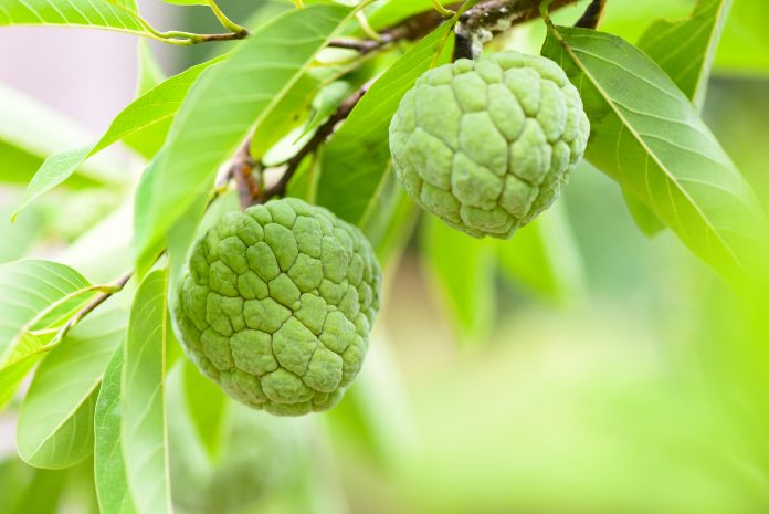 Frischer Zucker Apfel auf Baum im Garten tropische Früchte Pudding Apfel auf Natur grünem Hintergrund / Annona sweetsop
