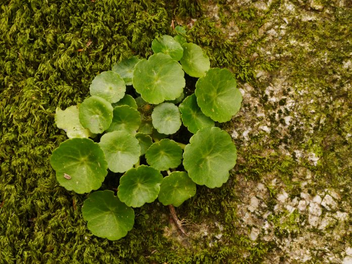 Green navel shaped leaves of Wall Pennywort (umbilicus rupestris) on a wall in Dartmoor, Devon, England
