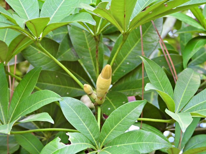 Guiana Chestnut also known as Malabar chestnut, French peanut, Provision tree, Saba nut, Monguba (Brazil), Pumpo (Guatemala), Money tree and Money plant.