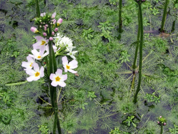 Hottonia palustris, the water violet or featherfoil of the family Primulaceae is an aquatic plant with long stems and   shiny roots dangling freely in the water. The flowers are hermaphrodite.