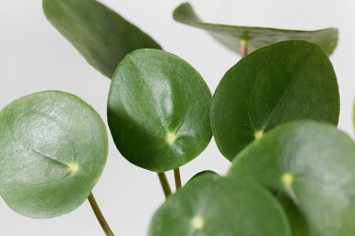 Blätter einer chinesischen Geldpflanze, Pilea peperomioides