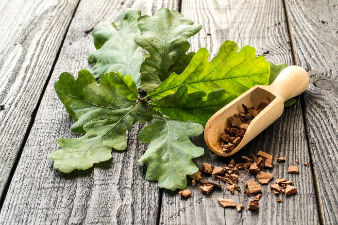 Medicinal plant an oak (Quercus). Branch and oak bark in a scoop on a dark wooden table. In herbal medicine used the bark, leaves and acorns. Acorns are used as a substitute for coffee. Selective focus