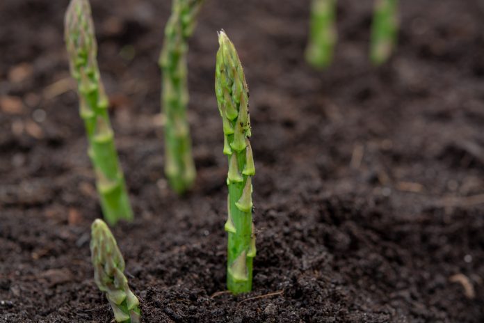 New harvest of green asparagus vegetable in spring season, green asparagus growing up from the ground on farm close up