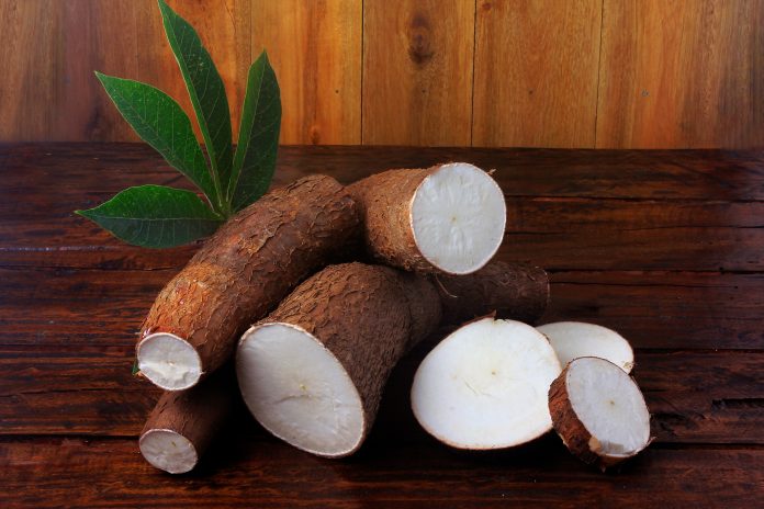 Organic cassava (mandioca, manioc, aipim, brazilian cuisine), fresh and raw on rustic wooden table