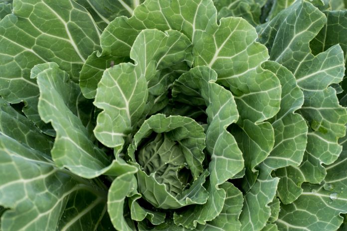 Overhead photo of the heart of a collard plant.  Collard greens are a variety of cabbage, grown over winter and a good source of vitamins A and C.