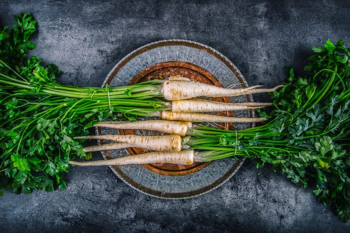 Parsnip. Fresh parsnip. Parsnip with parsley on concrete board. Several fresh parsnip pieces with parsley top. Parsley herbs. Fresh vegetable.Parsnip. Fresh parsnip. Parsnip with parsley on concrete board. Several fresh parsnip pieces with parsley top. Parsley herbs. Fresh vegetable.