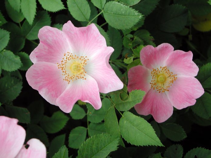 pink flower of Rosa canina shrub