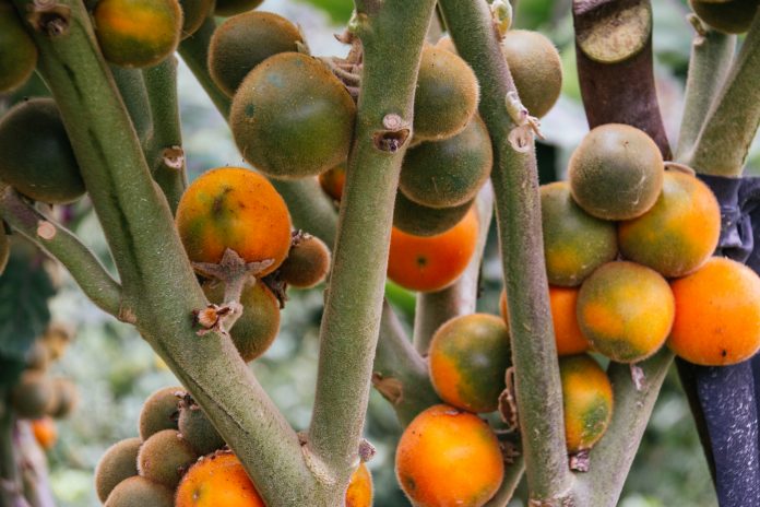 plantation of naranjilla, lulo, fruit from Ecuador, Latin America. delicious