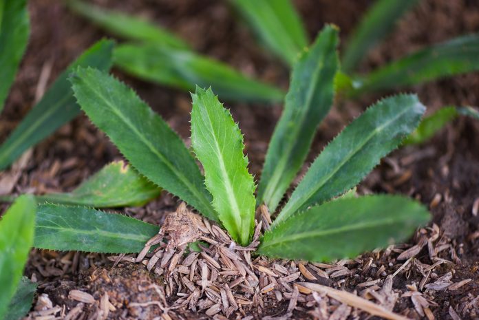 Pflanzung junge culantro auf Boden / Plantage Gemüse culantro Blätter Pflanzen Landwirtschaft , Sawtooth Koriander