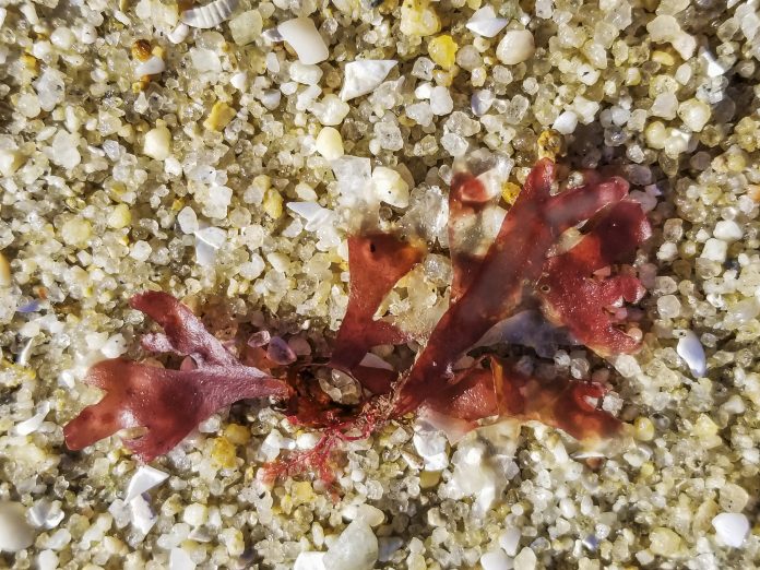 Κόκκινα φύκια ιρλανδικά ή βρύα καραγκιόζη, Chondrus crispus, πάνω από την παραλία της άμμου στη Γαλικία, Ισπανία