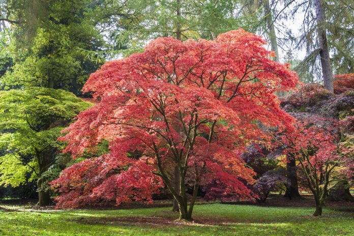 Rote, orangefarbene und braune Blätter schmücken diesen japanischen Ahorn in Westonbirt, dem National Arboretum. Der Baum steht in einem Park, der von kupferfarbenen Eichen, Buchen und Kiefern umgeben ist.