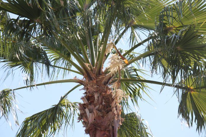Sabal Palmetto palm tree.