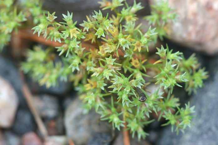 Scleranthus annuus, connu sous les noms communs de renouée allemande et de renouée annuelle.