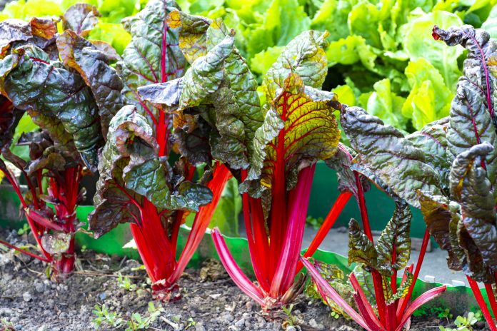 Saure Blatt culinair Gemüse rot Rhabarber wächst im Garten
