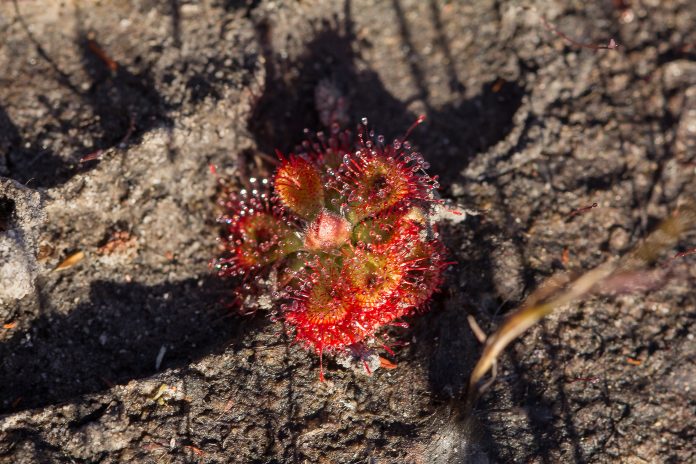 Sundew is a herbivorous plant. There are many different forms and sizes, which can lure, capture and digest insects with their mucous glands that cover the leaf surface.
