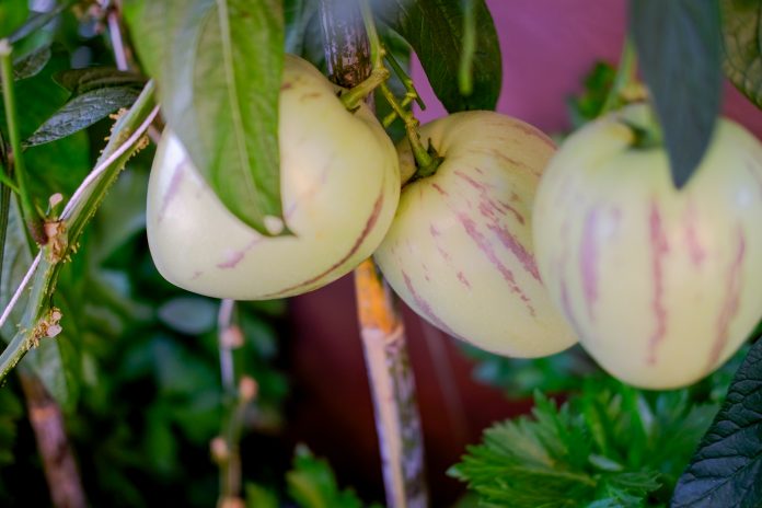 pianta di cetriolo dolce pepino che cresce in azienda. piantagione di ortaggi in giardino in un terreno agricolo