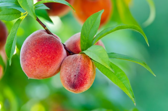 Sweet peaches growing on a peach tree branch
