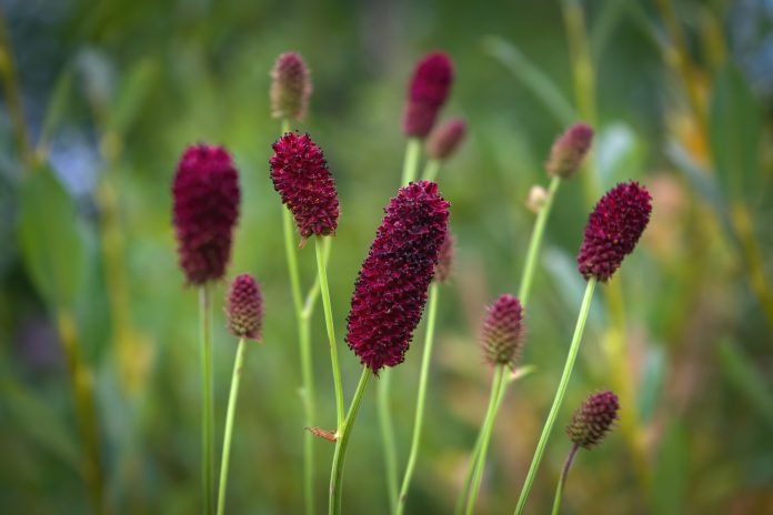 Beautiful red flower on green natural background. Macro. Sanguisorba officinalis. Plant close up.