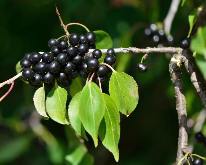 Schwarze Beeren an einem Zweig mit Blättern, an einem Dornenstrauch der Familie Rhamnaceae