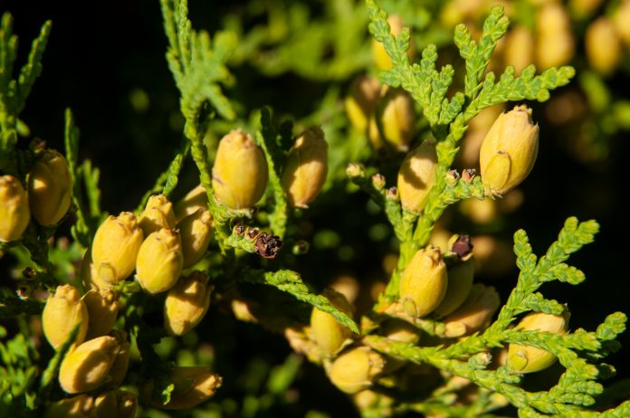 close-up of immature cones of an oriental thuja, detail of a garden hedge