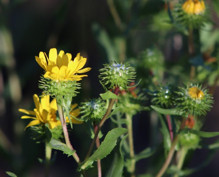 Closeup Bild von Gumweed Grindelia in Bio-Garten. Grindelia hat eine beruhigende Wirkung es wirksam in der natürlichen Behandlung von Asthma und bronchiale Bedingungen, Natur Konzept.
