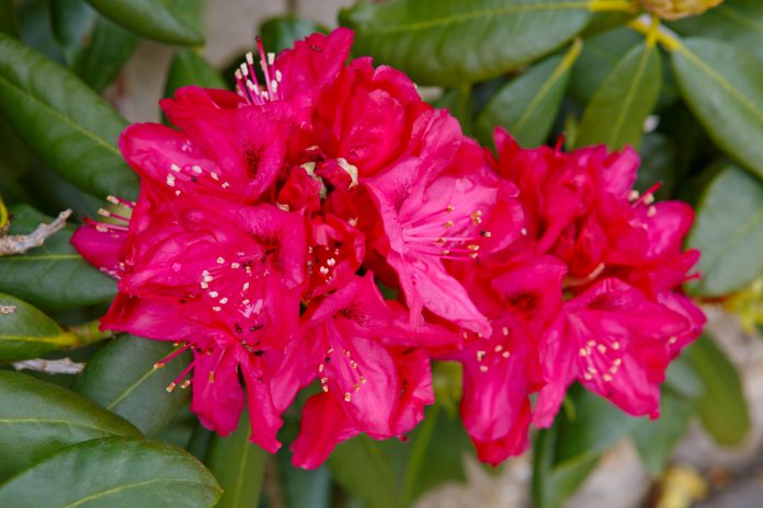 Foto de cerca de un hermoso rododendro rojo.