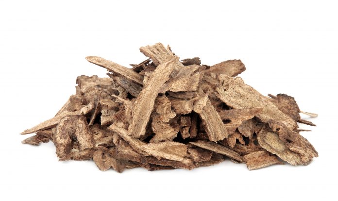 Costus root used in chinese herbal medicine over white background. Mu xiang.