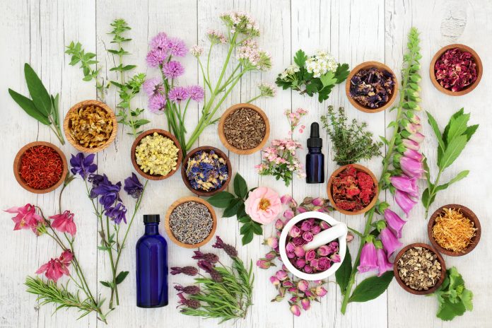 Natural herbal medicine selection with herbs and flowers in wooden bowls and loose, glass aromatherapy essential oil bottles and mortar with pestle on rustoic wood background. Top view.
