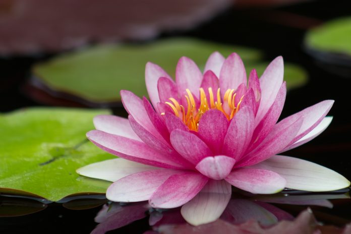 Perfect bright pink water lily in a pond with reflection.