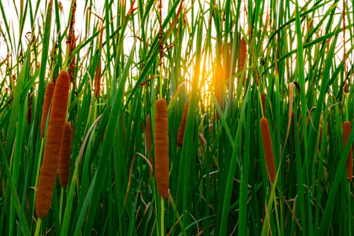 Typha angustifolia field. Green grass and brown flowers. Cattails and sun light in the evening. Plant's leaves are flat, very narrow and tall. The stalks are topped with brown, fluffy, sausage-shaped