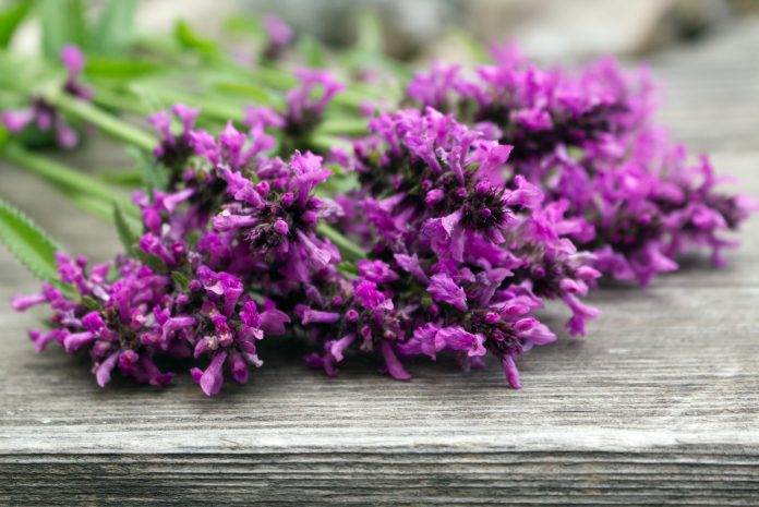 Betonica officinalis, nombres comunes betony, betony púrpura, hedgenettle común - planta floreciente aislada en fondo de madera, plantas medicinales.